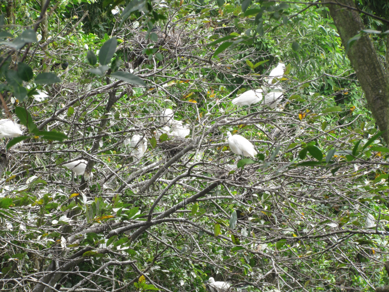Vườn chim lâm viên cảnh rừng hoang dã trong lòng thành phố